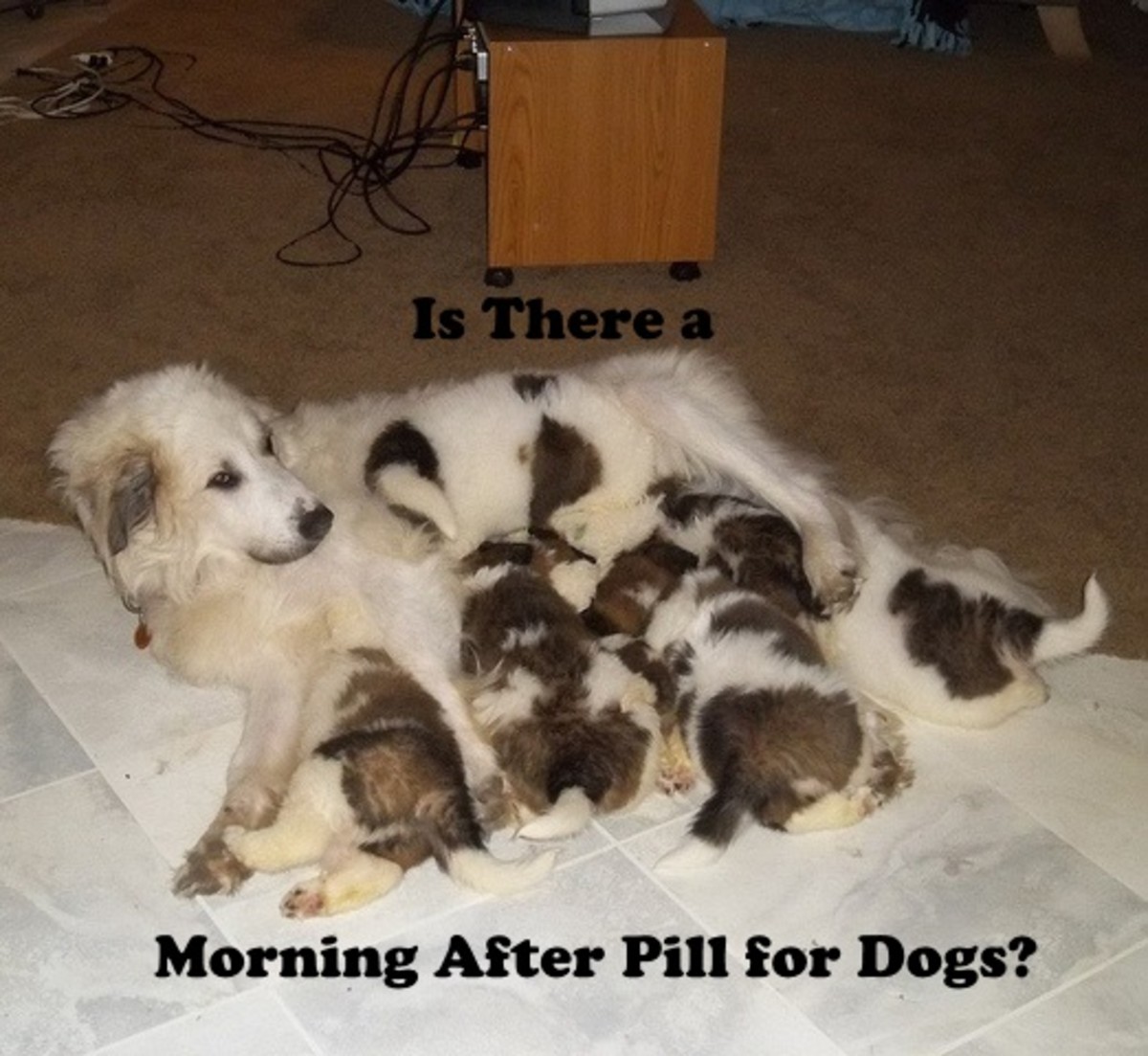 Morning After Pill Available for Dogs