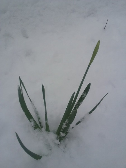 Tips for Protecting Plants From Late Freeze HubPages