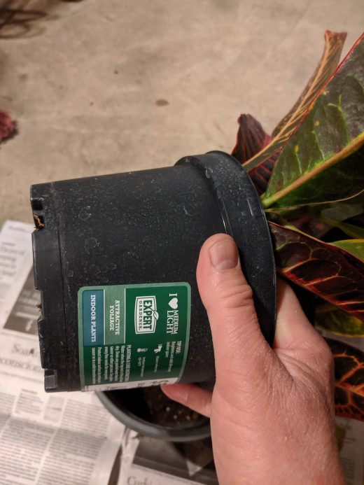 Remove plant by holding plant and tipping pot sideways and pulling plant out