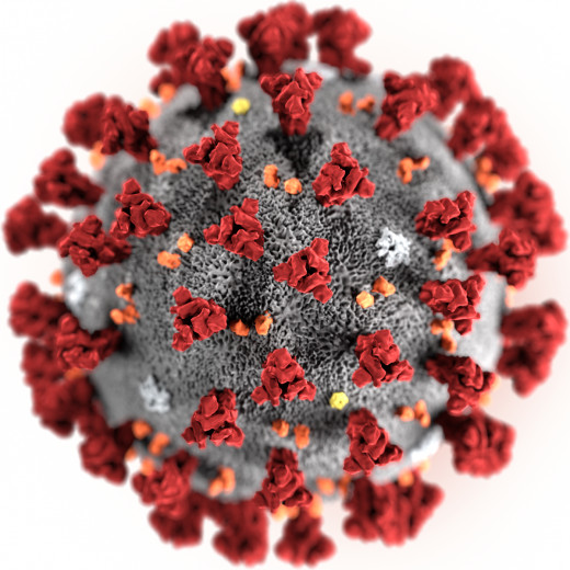 The coronavirus was named for its crown-like protein appendages that protrude from the core of the ball-shaped virus. In Latin, Corona simply means "crown".