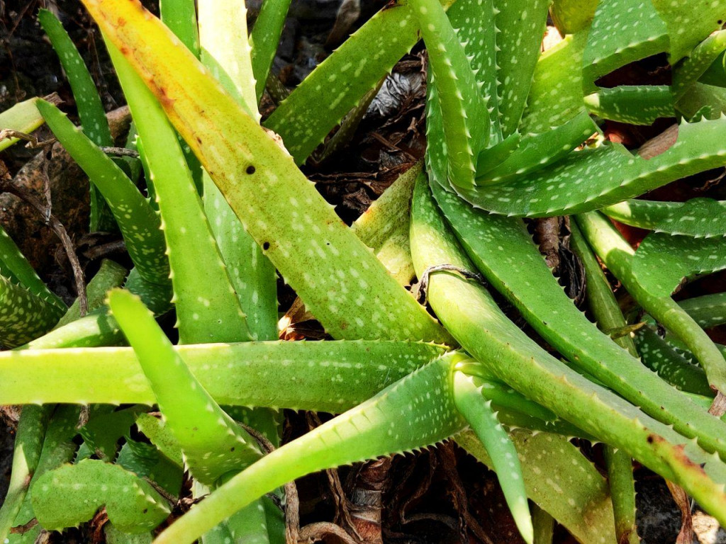 14 Miraculous Therapeutic Properties of Aloe Vera The