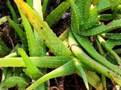 14 Miraculous Therapeutic Properties of Aloe Vera: The Sacred Healer
