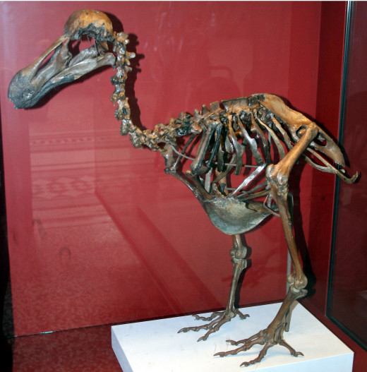  Heinz-Josef Lücking, Dodo-Skeleton Natural History Museum London England, CC BY-SA 2.5 