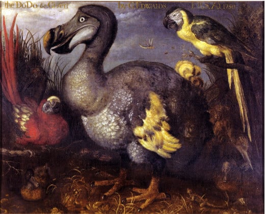  Roelant Savery author QS:P170,Q142710, Edwards' Dodo, marked as public domain, more details on Wikimedia Commons 