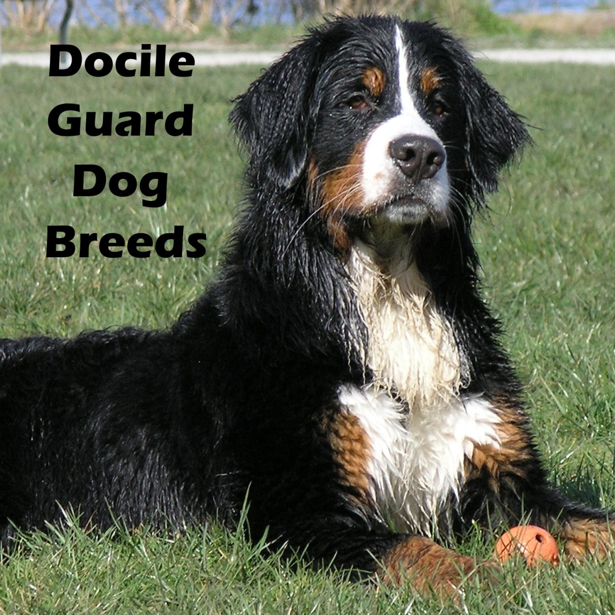 7 Dog Breeds That Make Docile Guard Dogs Pethelpful