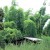 Soft and gentle bamboos Soft and gentle bamboos