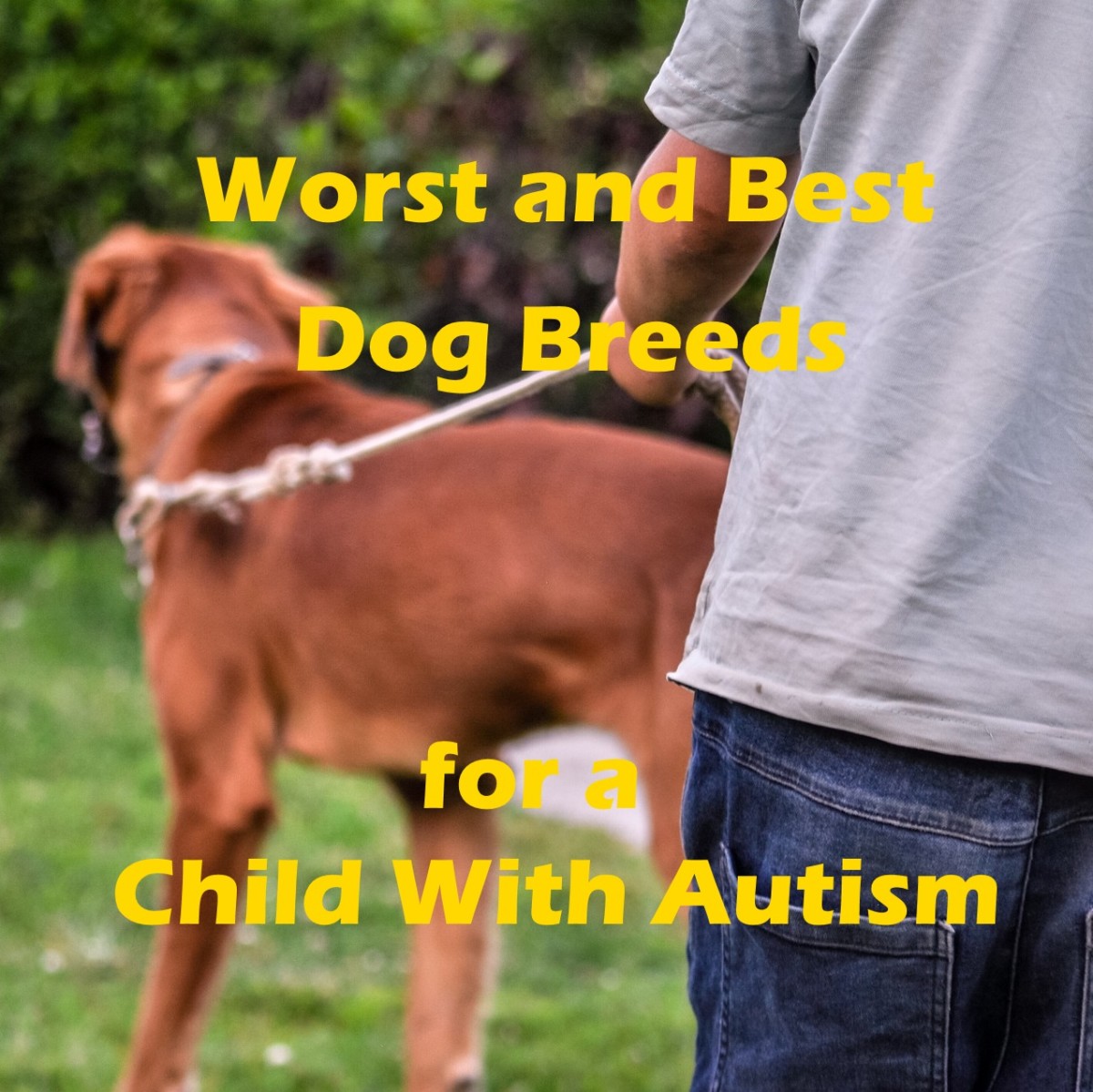 15 Worst Dog Breeds for a Child on the 