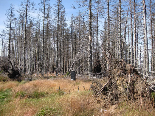 Forest dying due to acid rain