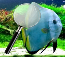 White Spot Disease Detection