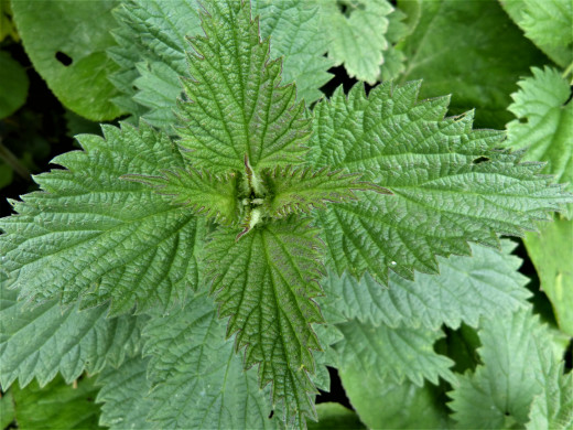 Nettle is not only rich in calcium but is a tasty cooked green and makes a lovely herbal tea.