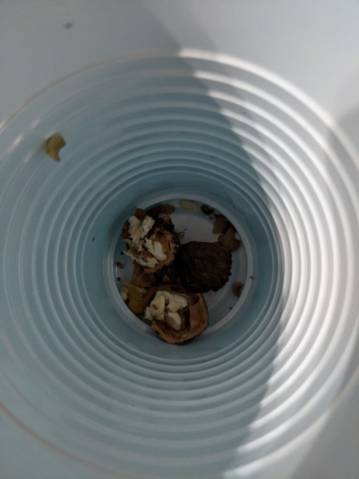One but, in a solo cup. Need to separate nuts from shell