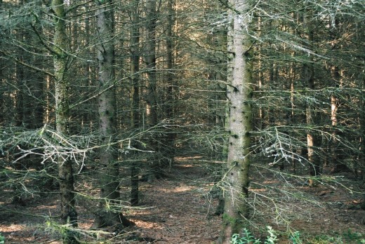 I did not have a wide lense so the shot is not very good but this was an area were trees were planted and that part of the forest looked ridiculous - all rows of trees. A man made forest looks horrible.