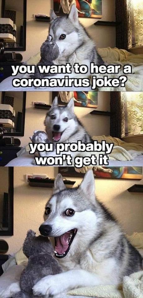 Husky meme: "you want to hear a coronavirus joke?" "you probably won't get it"