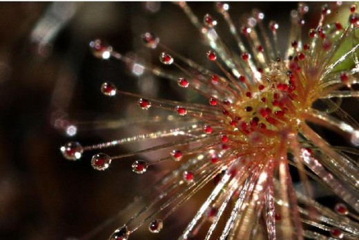Sundew is packed with deadly tentacles that are used to attract and trap insects.
