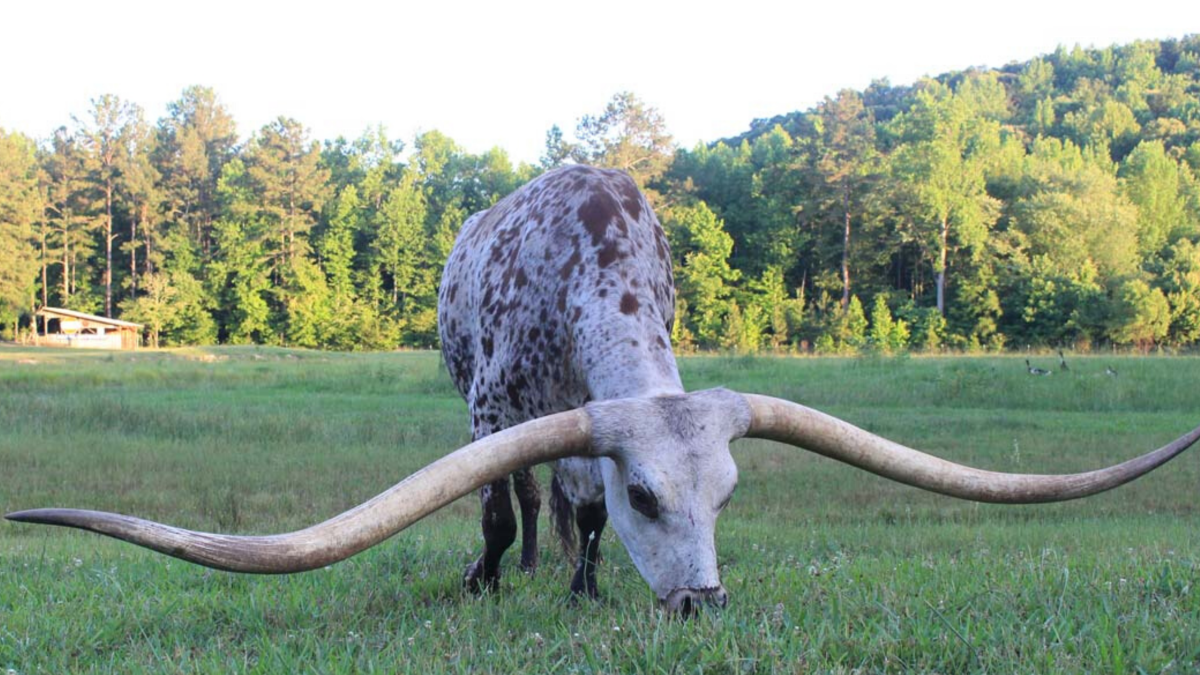 The Longest Horns in the World