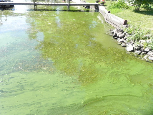 An example of what freshwater affected by an algae bloom might look like in the U.S.