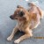 My first female dog - Pretty (see also my avatar)