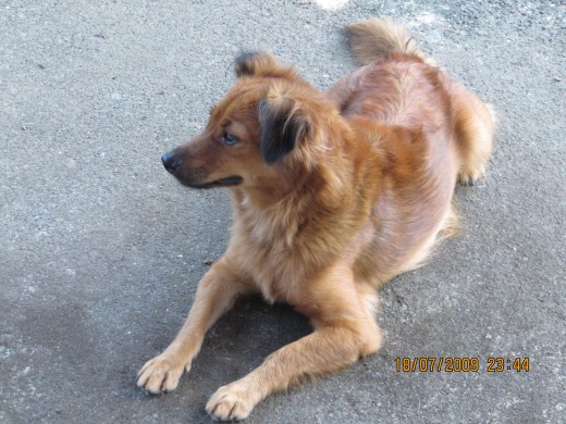 My first female dog - Pretty (see also my avatar)