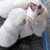 Roar like a cub (I mean like a puppy). Anybody want a puppy?