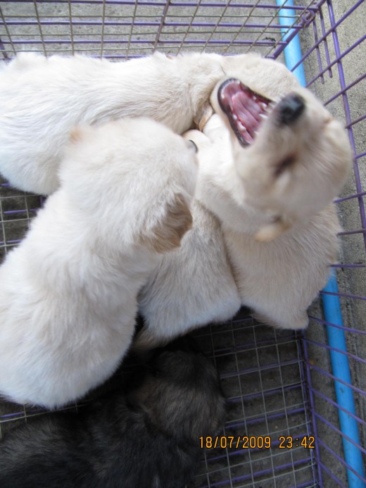 Roar like a cub (I mean like a puppy). Anybody want a puppy?