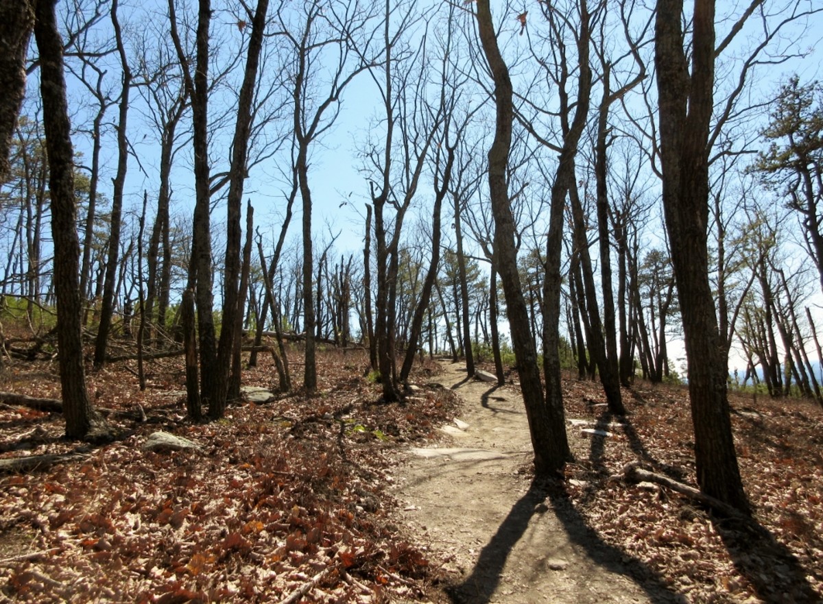 Scenes from the rerouted Grindstone Trail