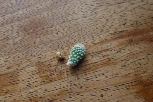 Tiny rock and cactus