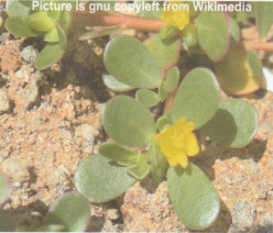 Purslane - An Herbal Recipe for Long Life