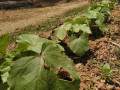 Pandemic Cautions Agriculture Against Imperialism of Global Village