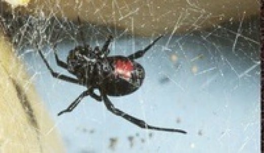 Black Widow Spider Facts Diet Plan