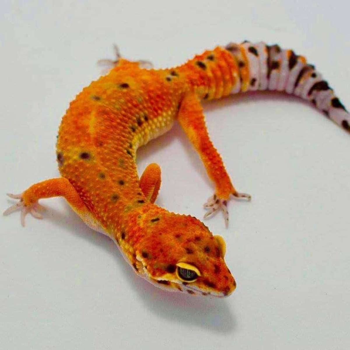 A Beginners Guide to Owning/Caring for a Leopard Gecko ...