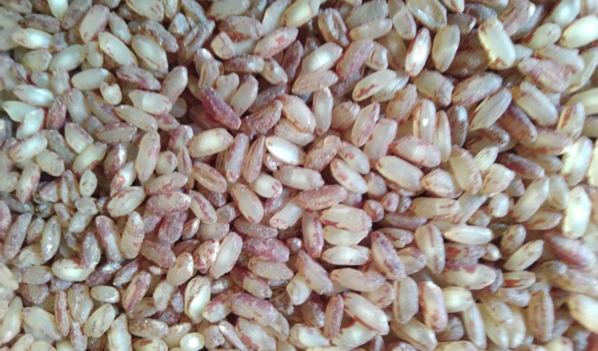 How to Prevent Storage Pests and Post-Harvest Loss of Food Grains