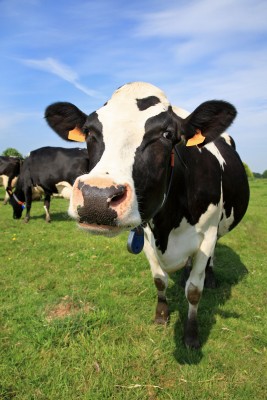 Ready to inject some cow!?