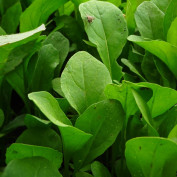 arugula-benefits profile image