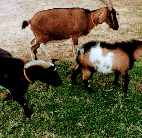 One of the main reasons I needed a solution to an ever growing fly problem was my livestock animals. 