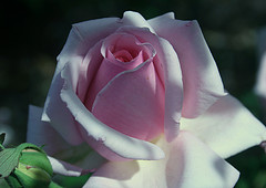 Roses at Adelaide Botanic Gardens.