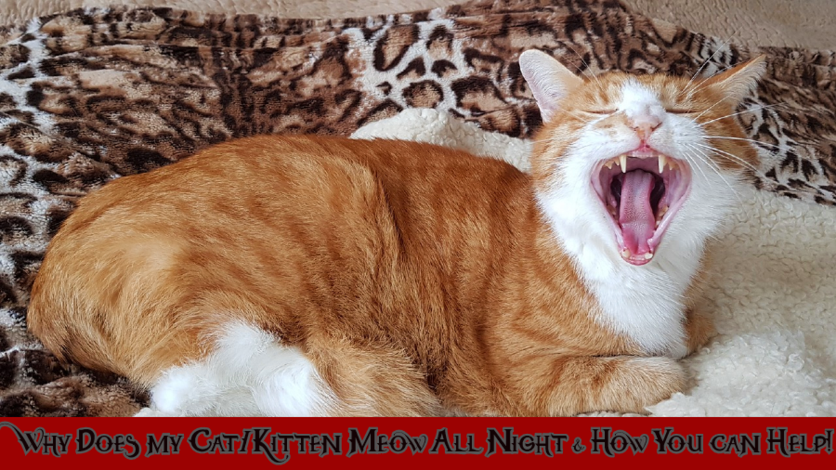 Why Does My Cat/Kitten Meow All Night & How You Can Help! HubPages