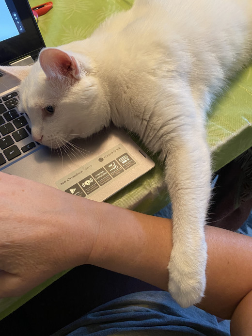 Usually this move is Nice Human’s breaking point. 