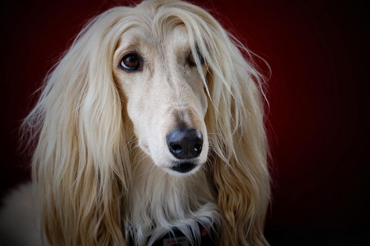 The Afghan Hound A Guide for Owners PetHelpful