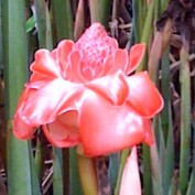 lavenderzinnias profile image