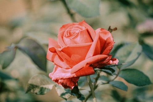 a gift for rose flower