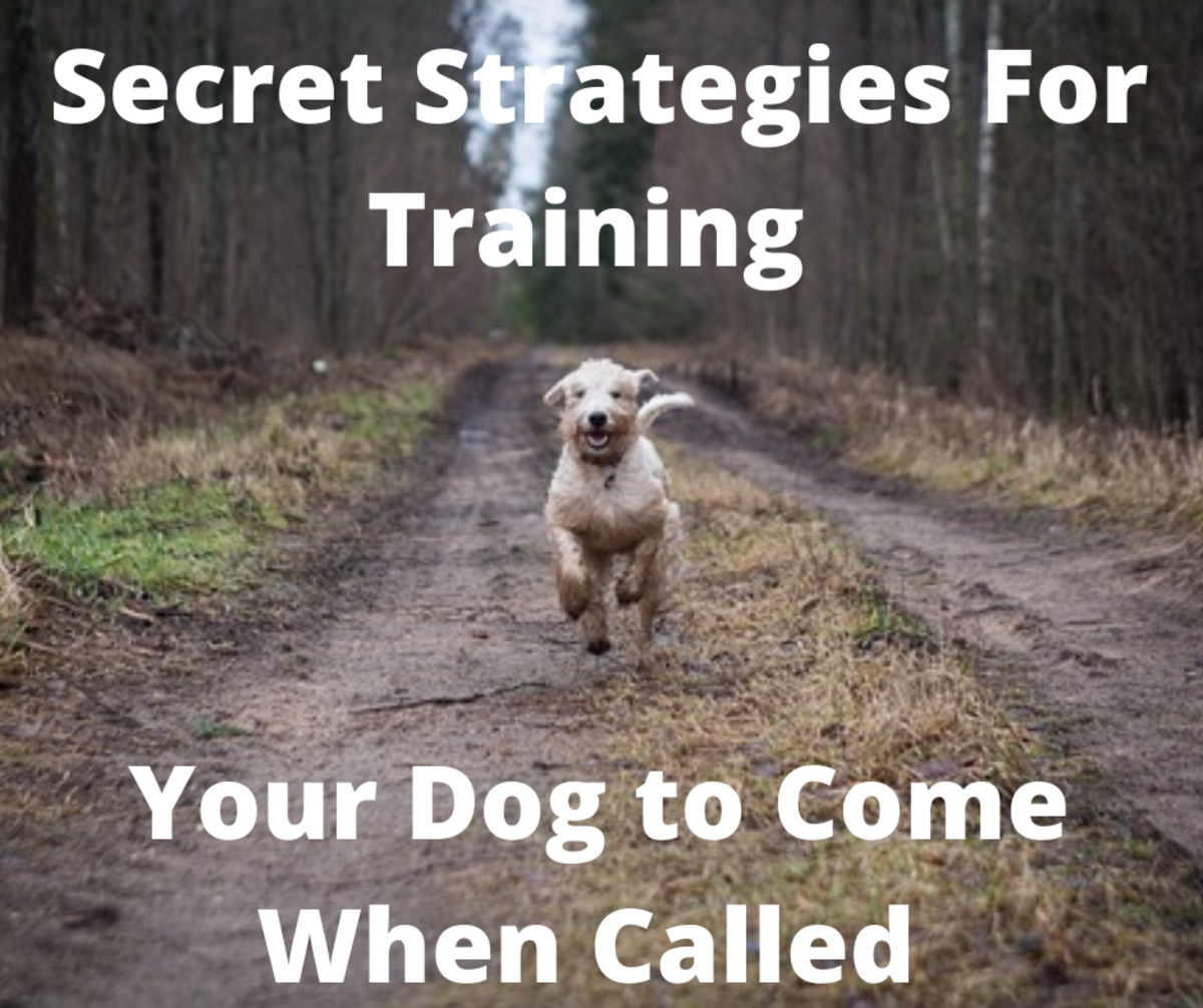 Secret Strategies For Training Your Dog To Come When Called