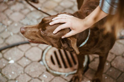 Lost a Pet? How to Deal With Your Loss