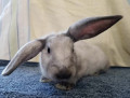 Do Rabbits Need to Go to the Vet?