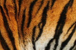 The 'Tiger King' Experience - Reading Between the Stripes