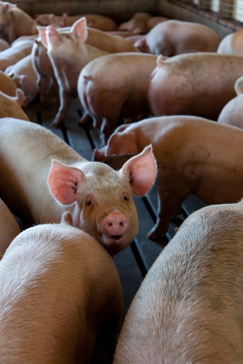 Pigs on an urban farm