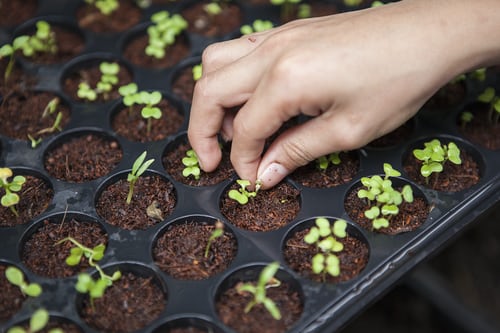 Indoor farming