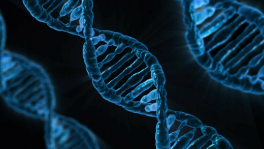 DNA transfers information from one generation to the other