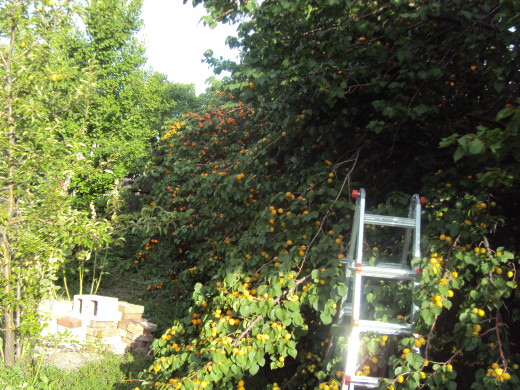 With 23 apricot trees to harvest with two ladders and four hands, it was almost too much.