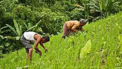 North-Eastern Indian Farming—Prospects of Organic Products Supply to World Markets