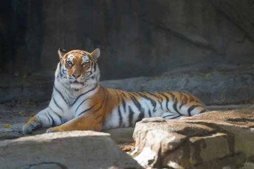 Your a Tiger Baby, you can do it!